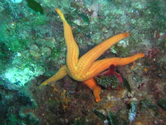  Estrella de mar bailarina